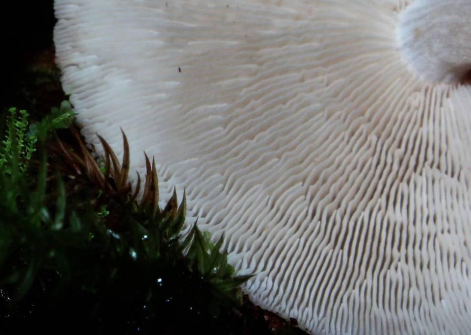 Rhodocollybia laulaha image