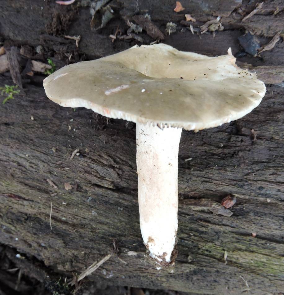 Lactarius acris image
