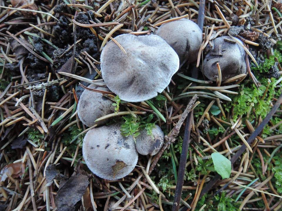 Tricholoma scalpturatum image