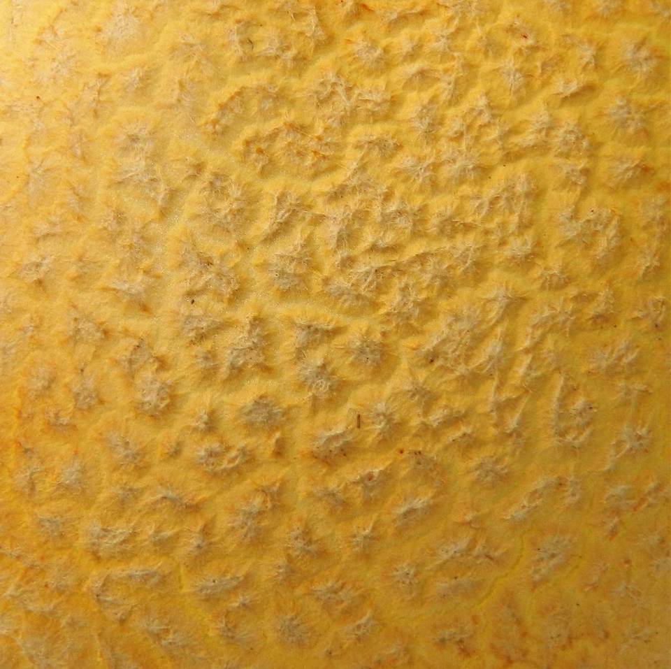 Gymnopilus luteus image