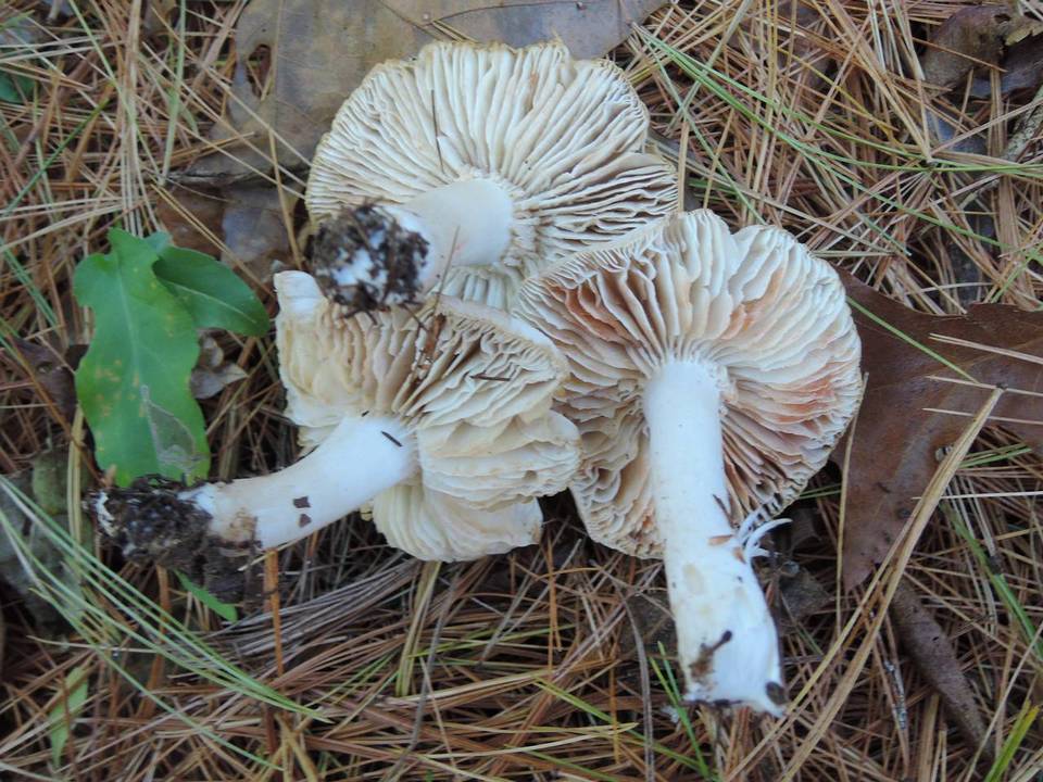 Tricholoma orirubens image