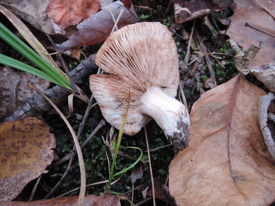 Tricholoma populinum image