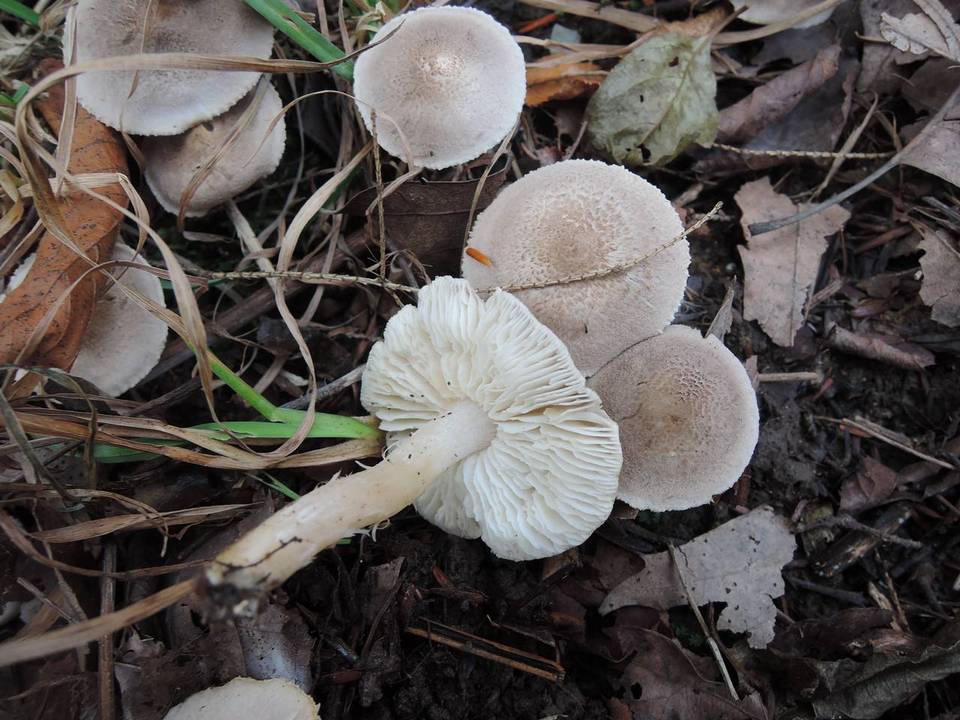 Tricholoma scalpturatum image