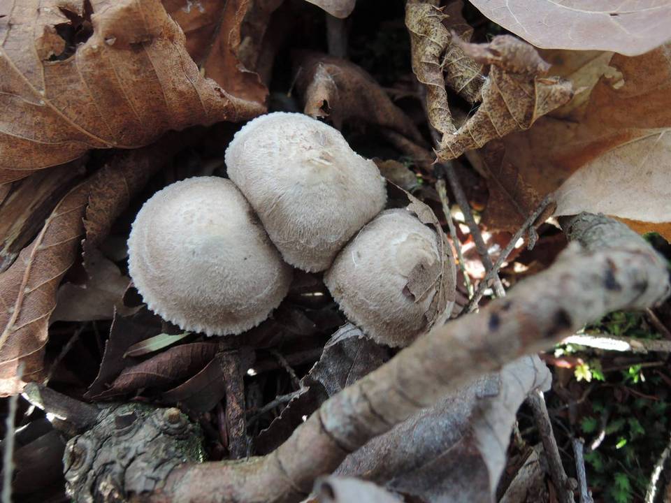 Tricholoma scalpturatum image