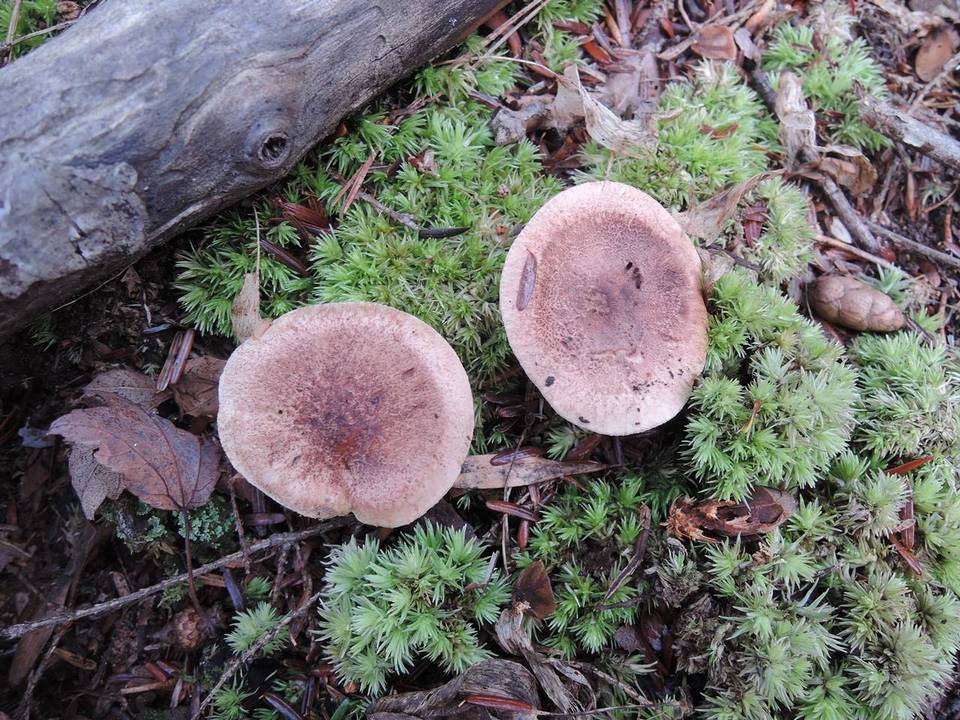 Tricholoma tumidum image