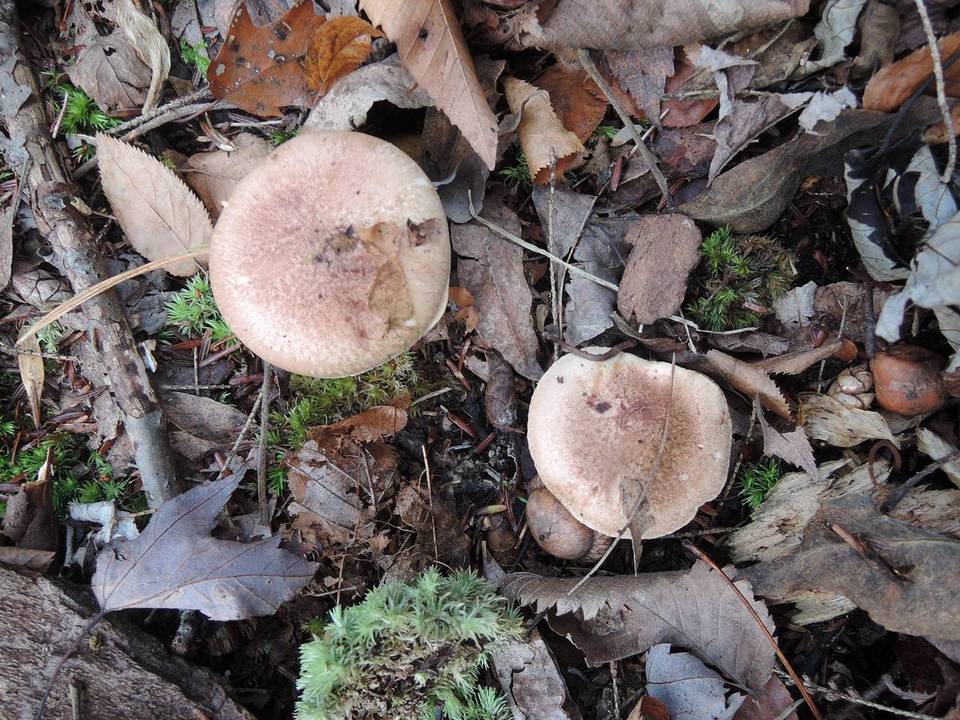 Tricholoma tumidum image