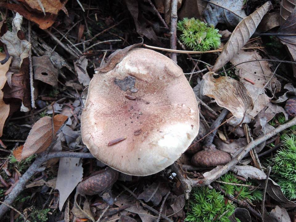 Tricholoma tumidum image