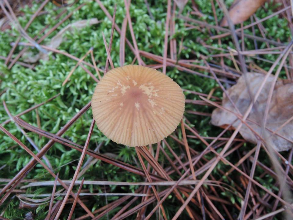 Galerina heterocystis image