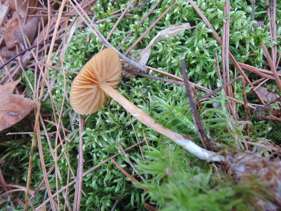 Galerina heterocystis image
