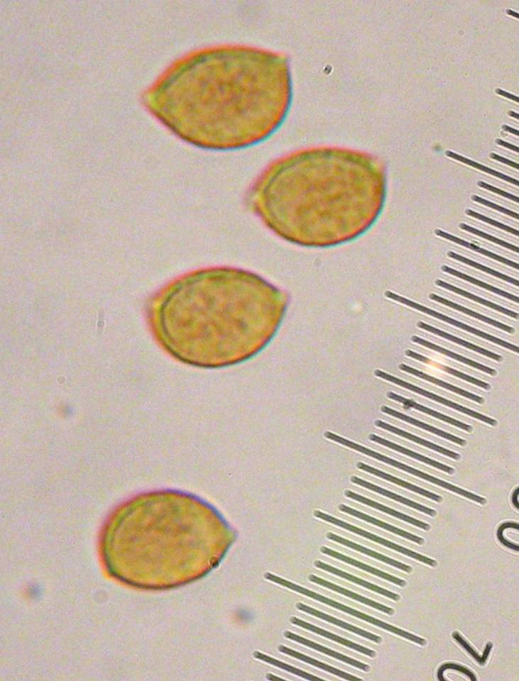 Phaeocollybia piceae image