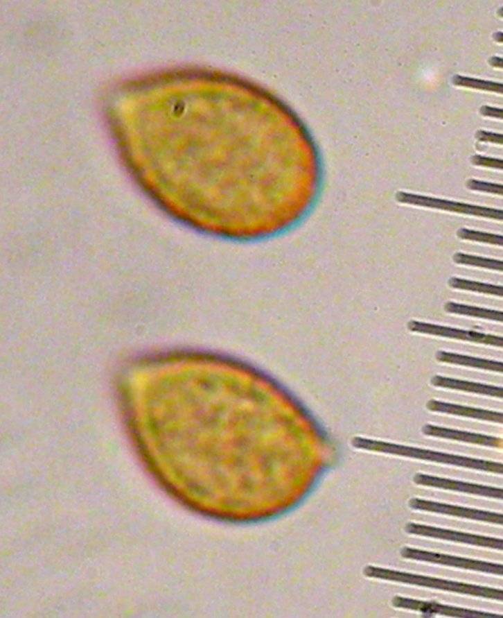 Phaeocollybia piceae image
