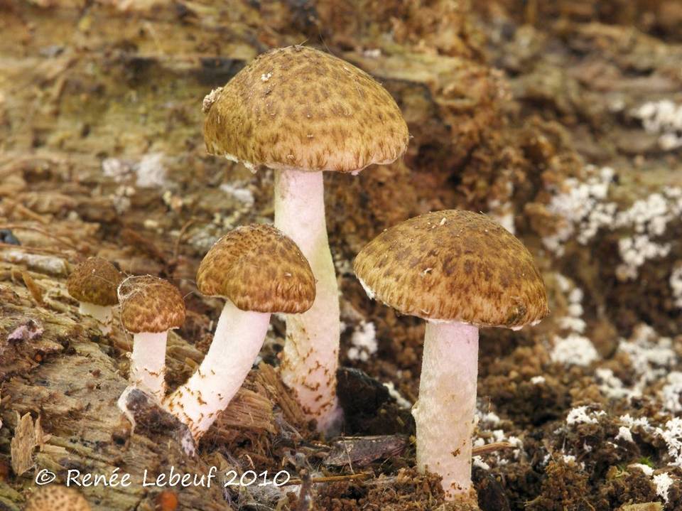 Psathyrella subamara image