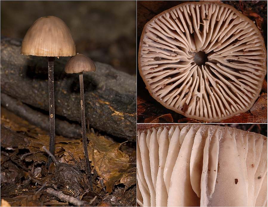 Mycena viridimarginata image