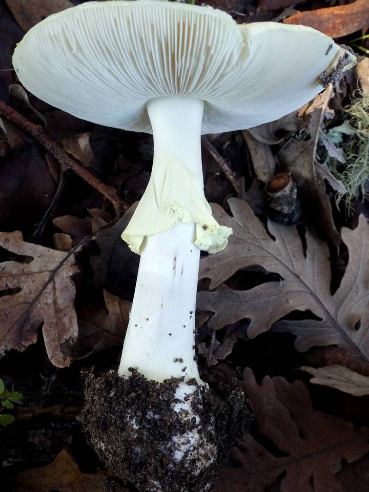 Amanita citrina var. citrina image