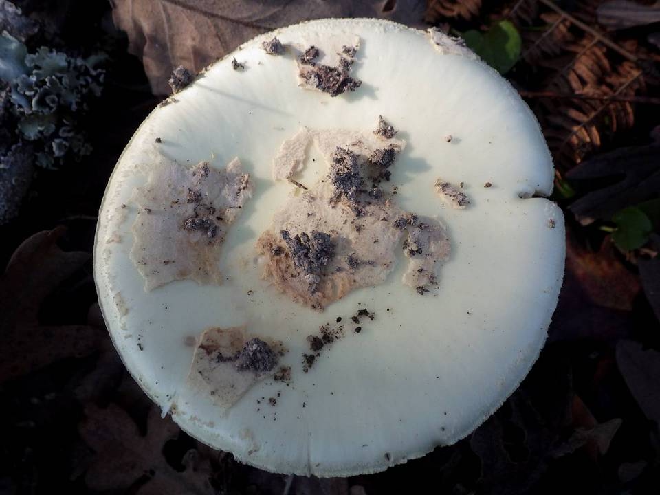 Amanita citrina var. citrina image