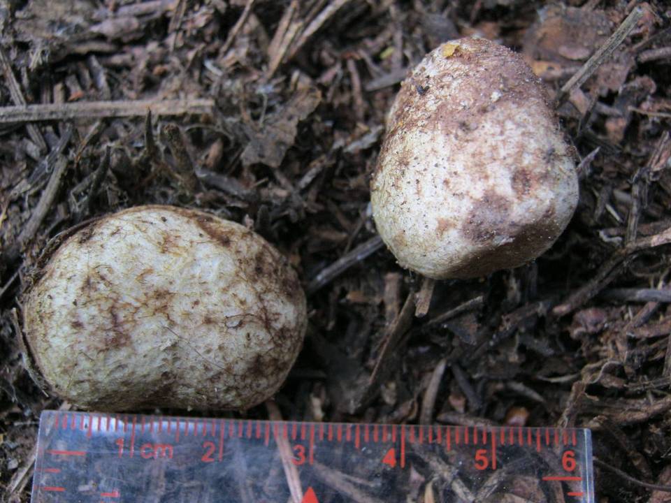 Rhizopogon salebrosus image