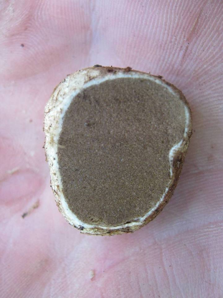 Rhizopogon salebrosus image