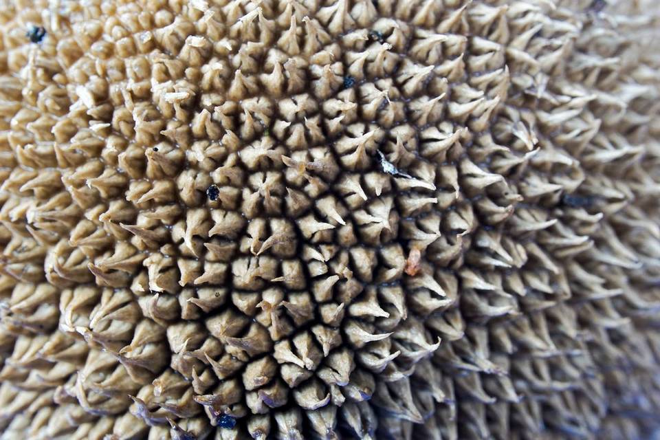 Lycoperdon americanum image
