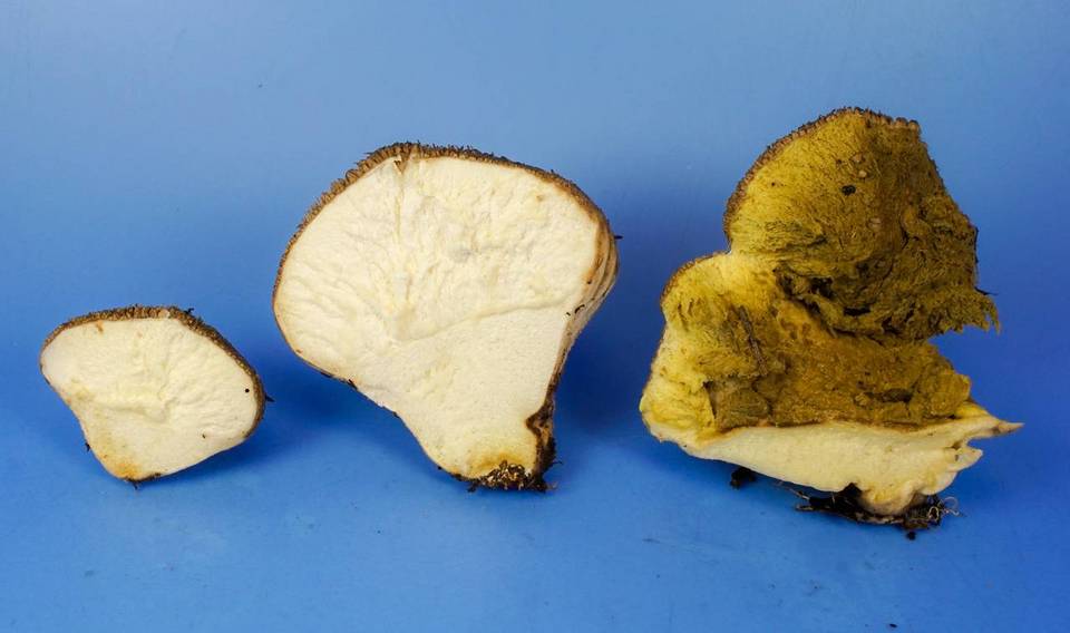 Lycoperdon americanum image
