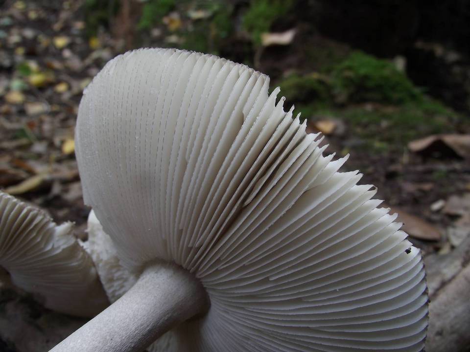 Amanita simulans image