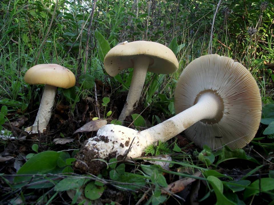 Amanita crocea var. subnudipes image