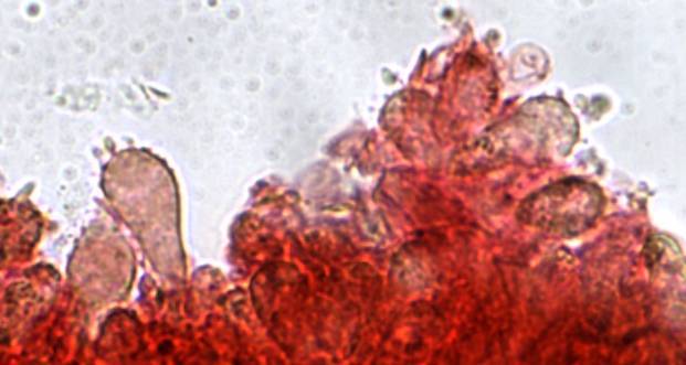 Mycena crocata image
