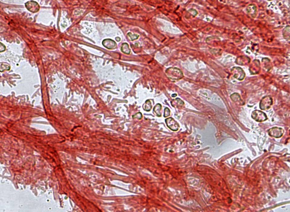 Mycena crocata image