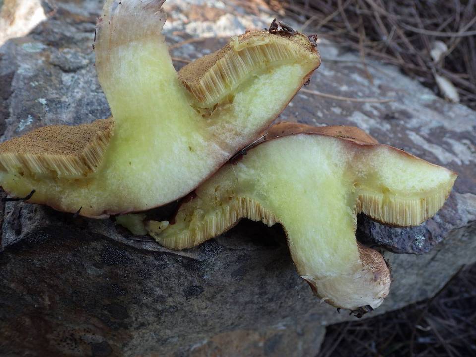 Suillus mediterraneensis image