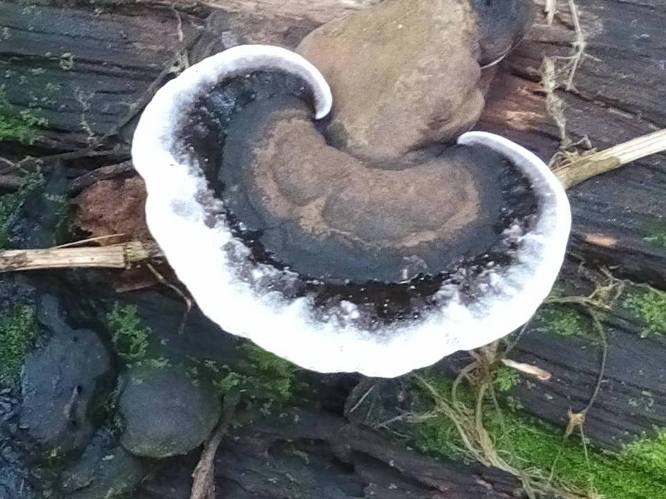 Ganoderma orbiforme image