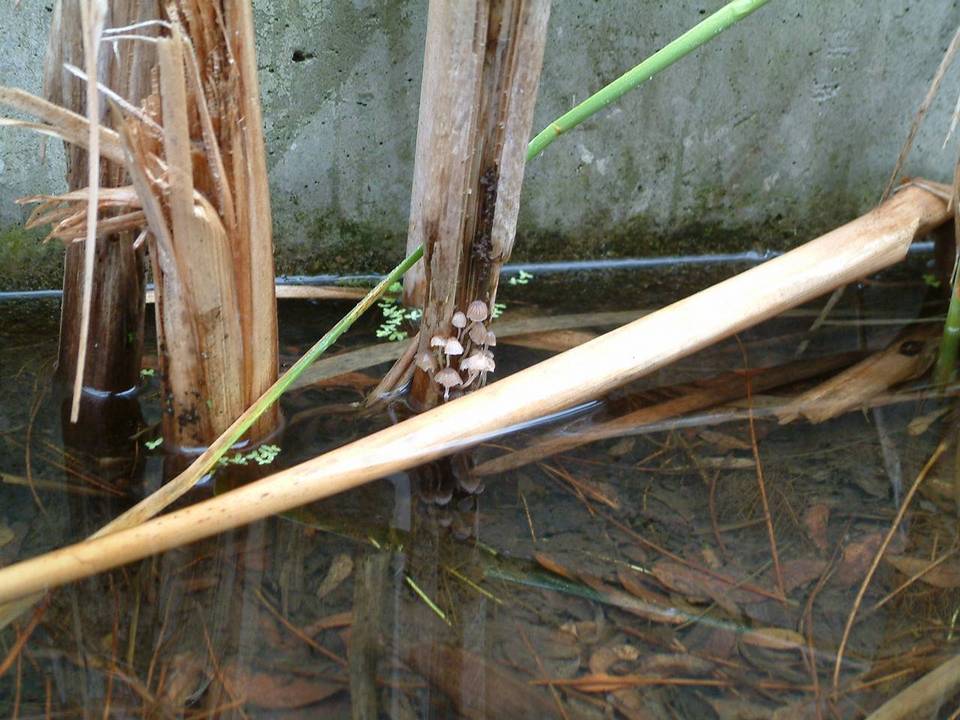 Mycena tubarioides image