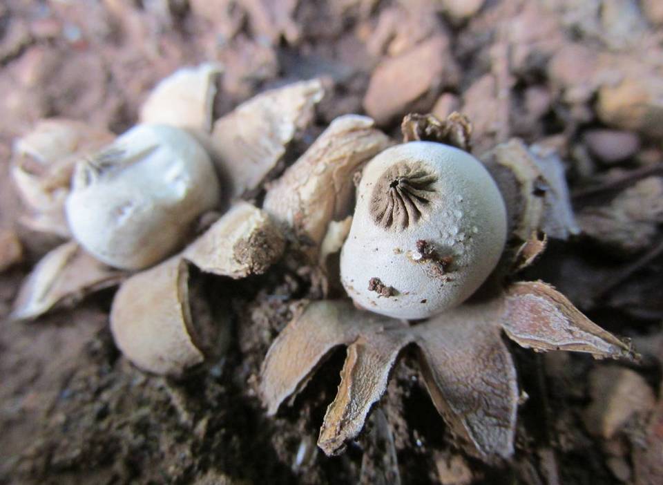 Geastrum kotlabae image