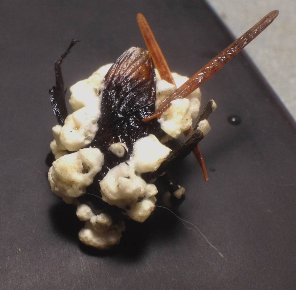Cordyceps brongniartii image