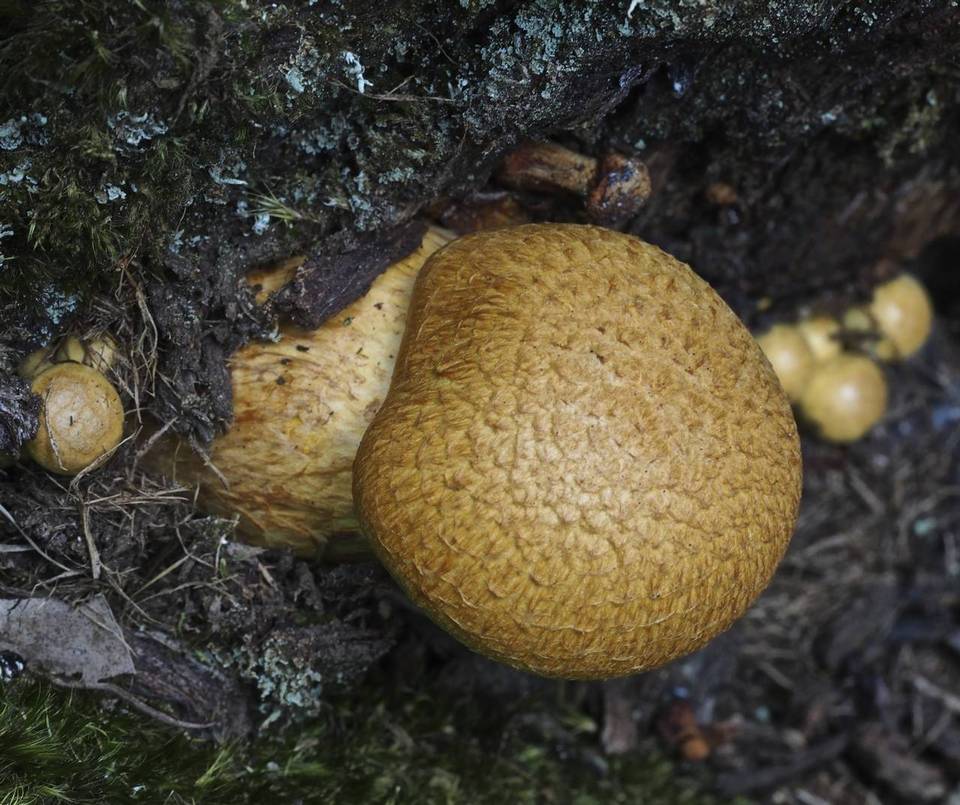 Gymnopilus giganteus image