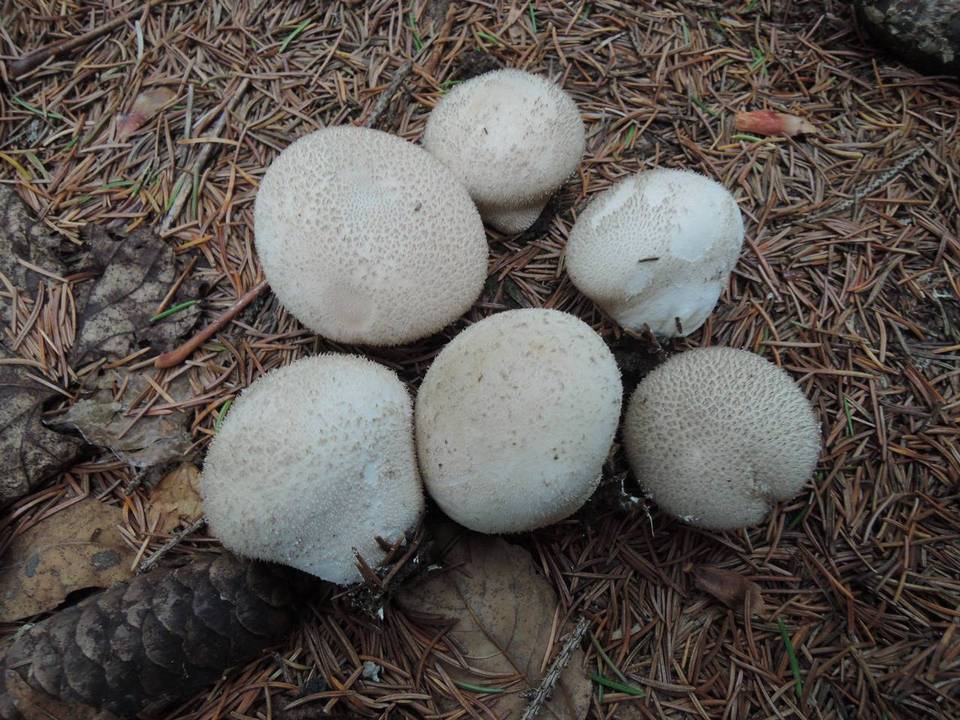 Lycoperdon ericaeum image