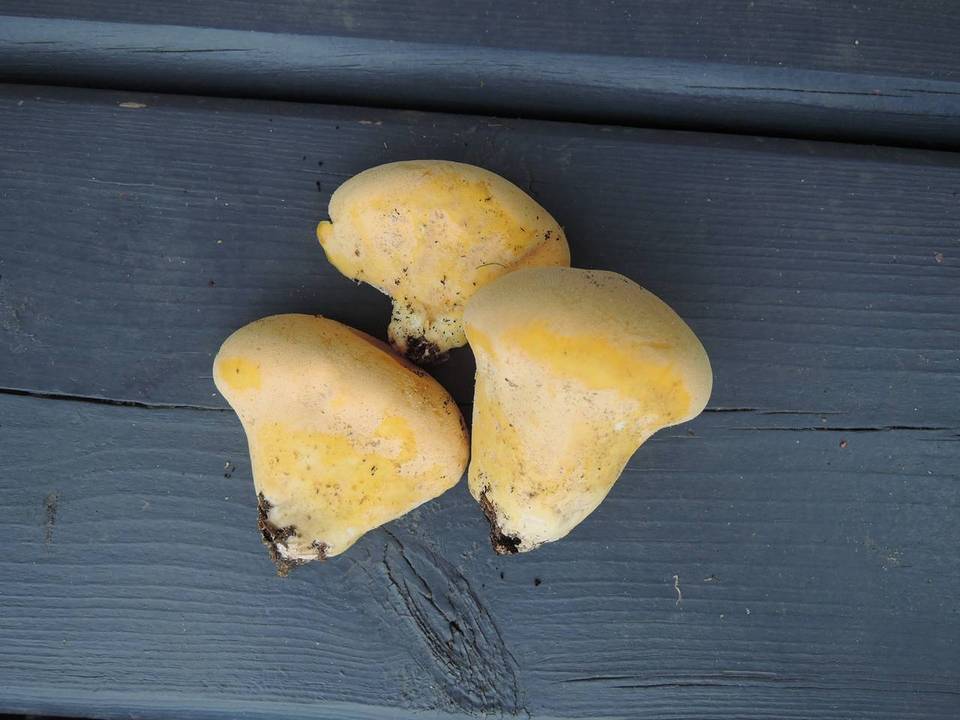 Lycoperdon flavotinctum image