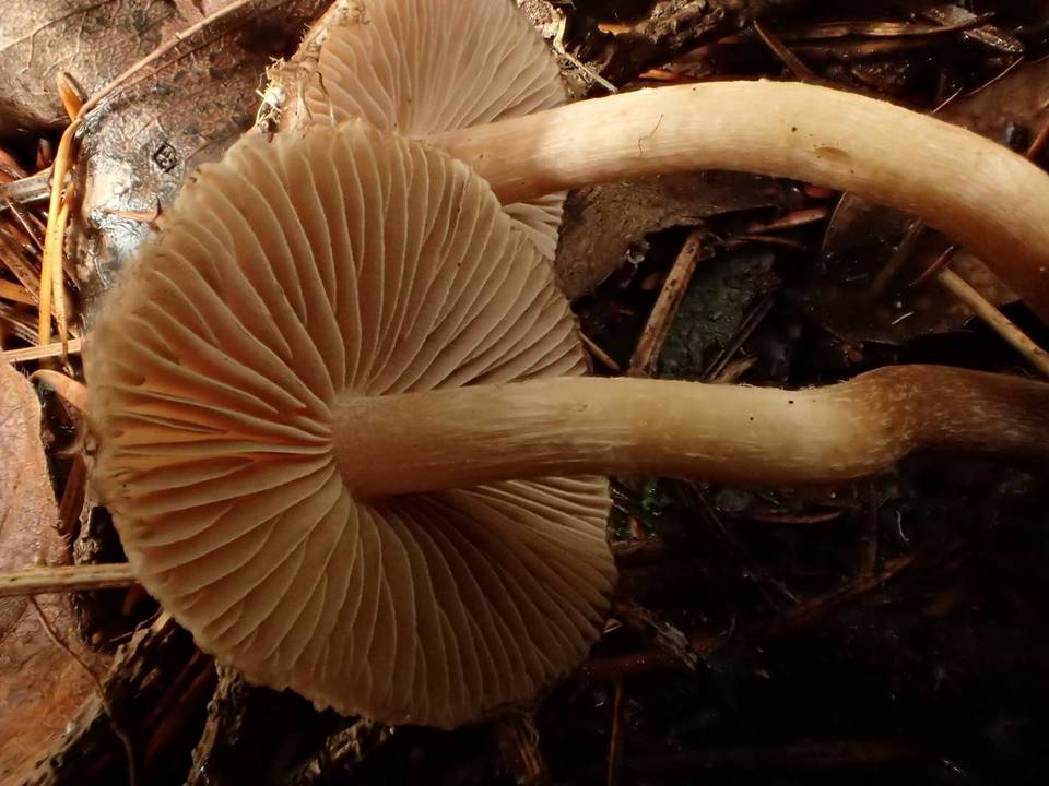 Inocybe phaeoleuca image
