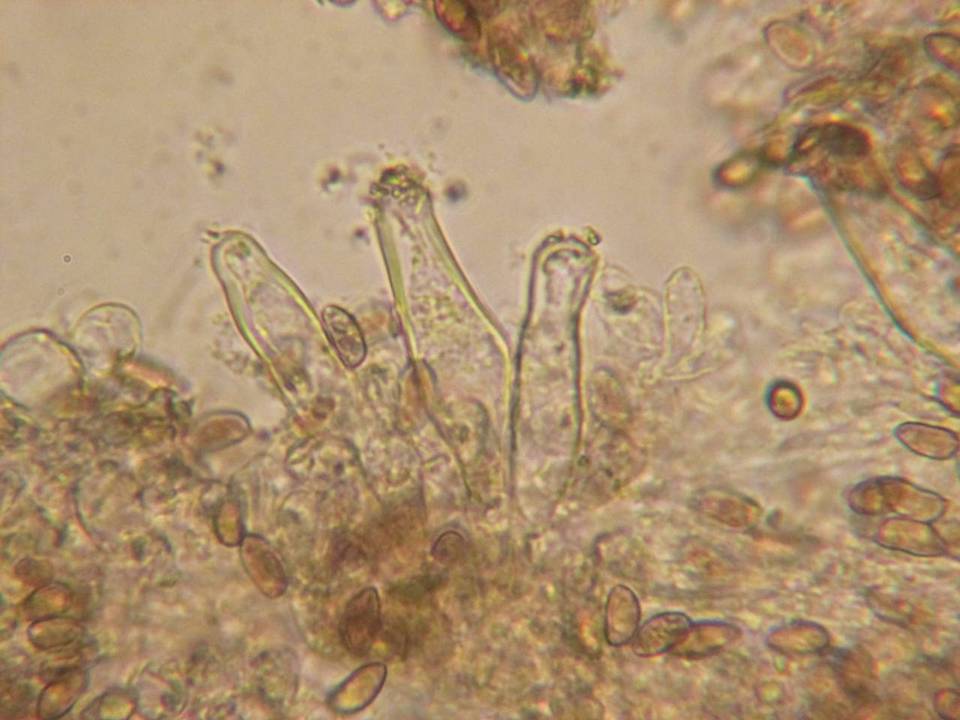 Inocybe phaeoleuca image