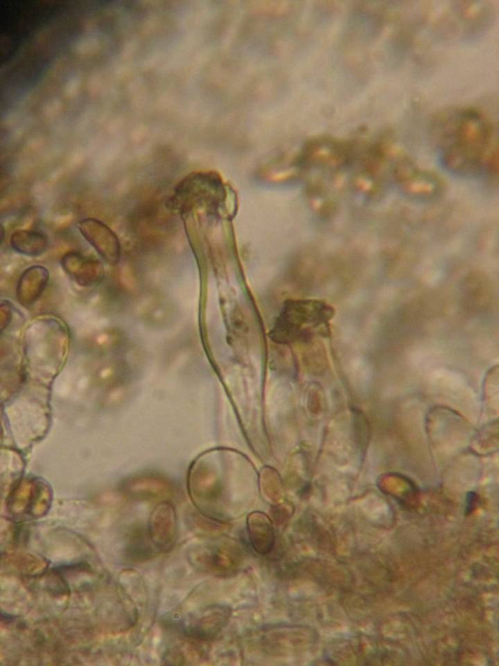 Inocybe phaeoleuca image