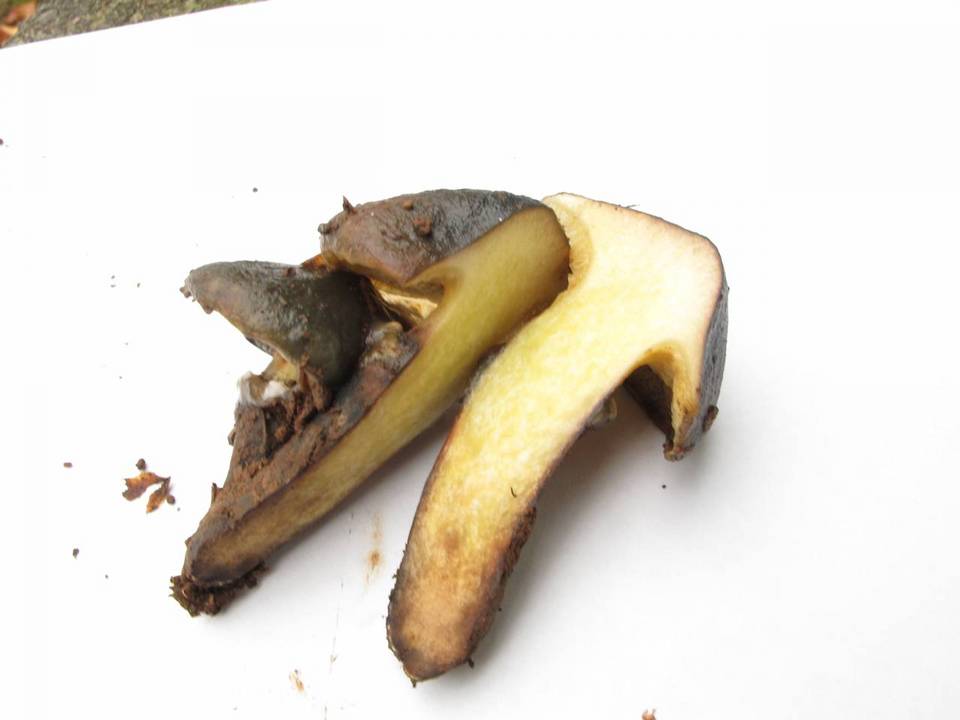 Suillus imitatus var. viridescens image