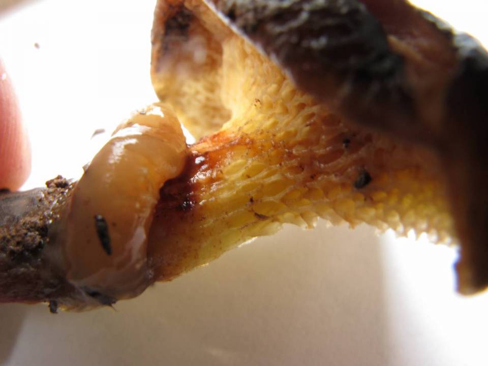 Suillus imitatus image