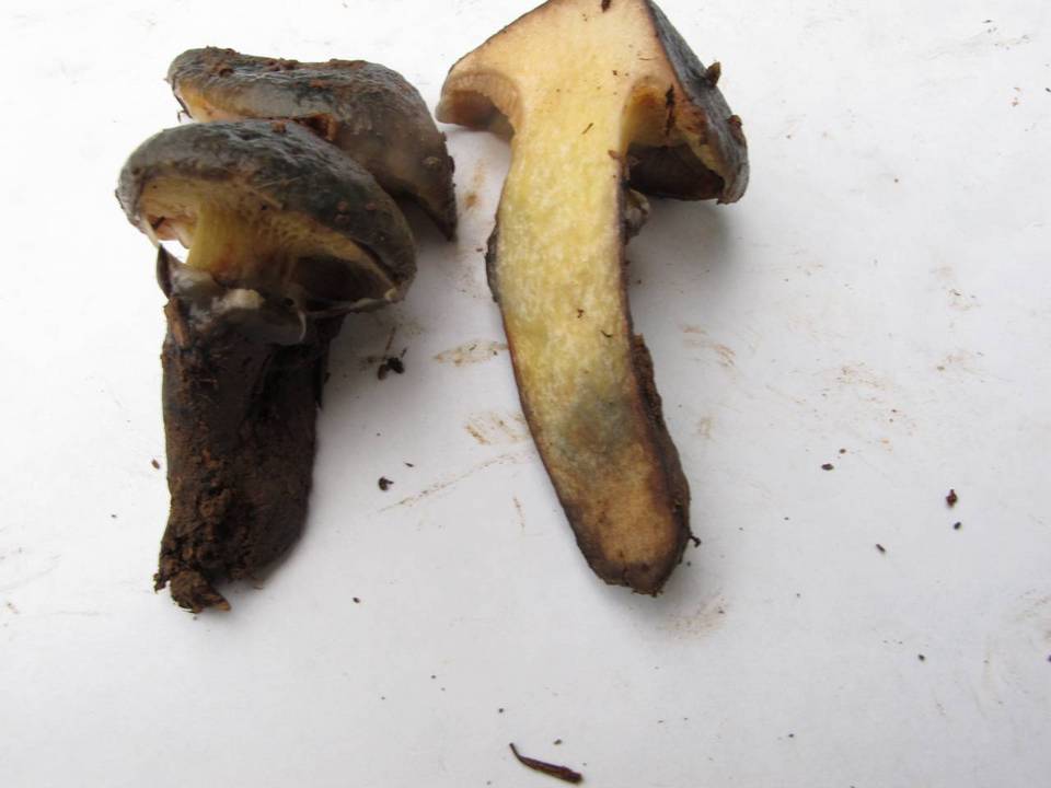 Suillus imitatus var. viridescens image