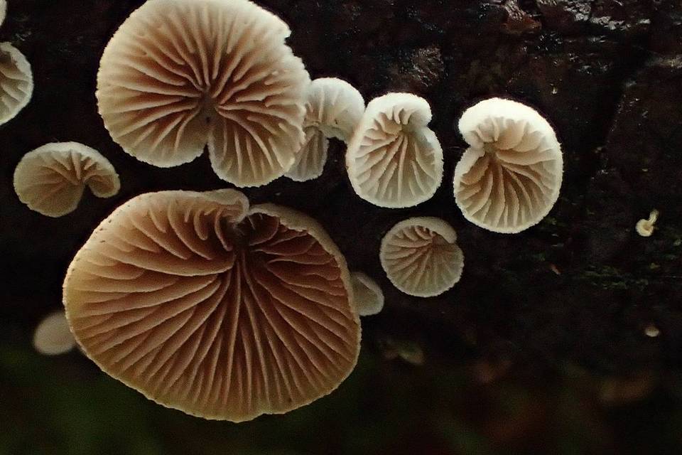 Crepidotus subverrucisporus image