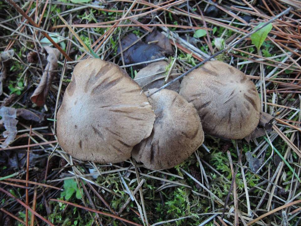 Tricholoma orirubens image