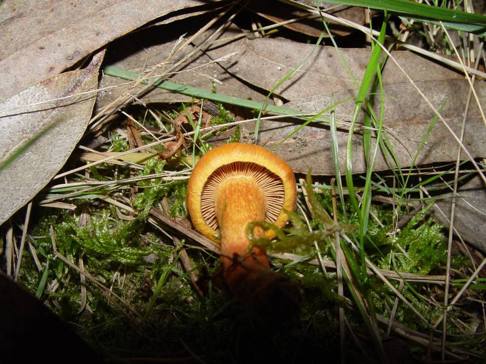 Chroogomphus fulmineus image