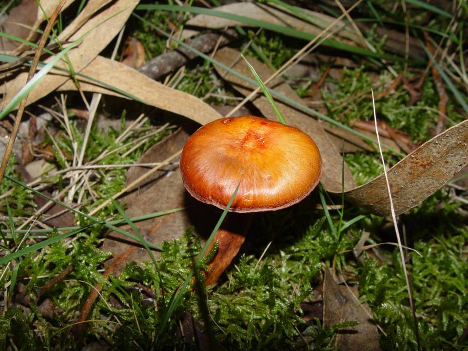 Chroogomphus fulmineus image