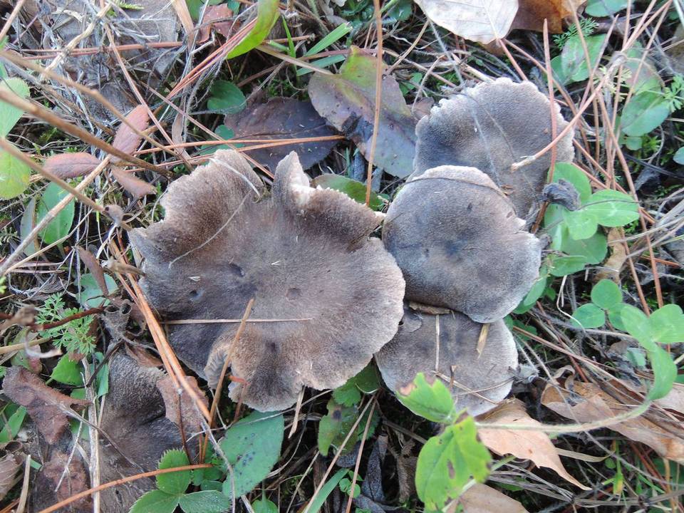 Tricholoma gausapatum image