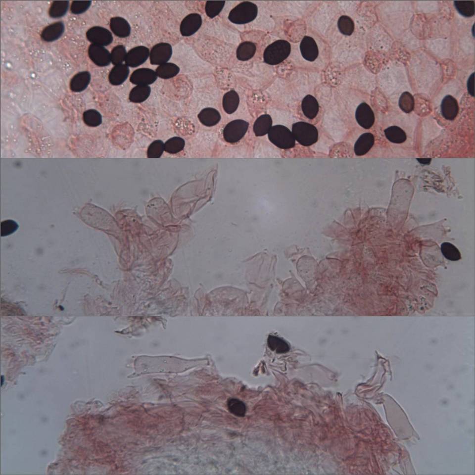 Coprinopsis cordispora image