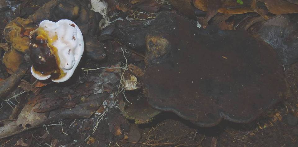 Ganoderma fornicatum image