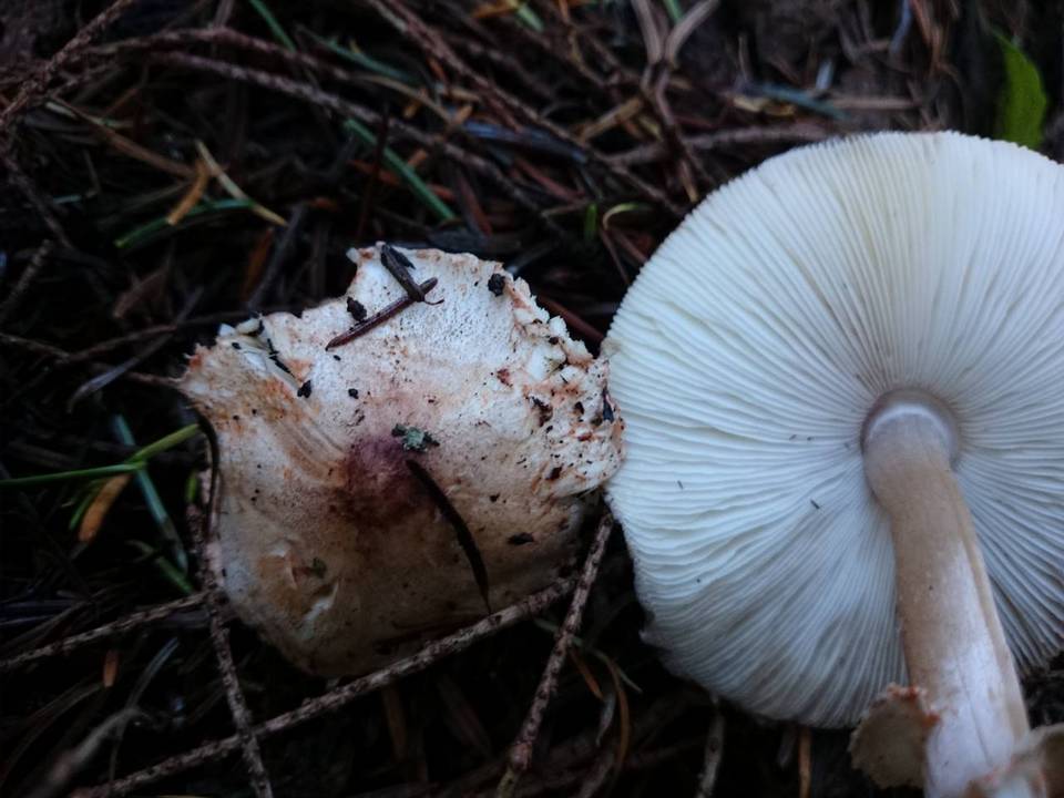 Lepiota roseifolia image