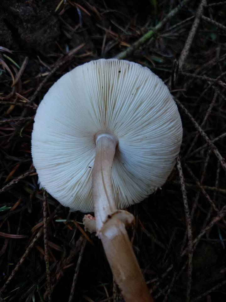 Lepiota roseifolia image